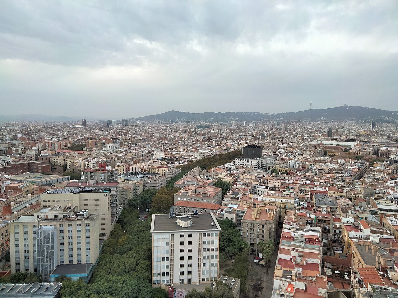 A tree-lined avenue cutting through the grid of the Eixample, seen from above.