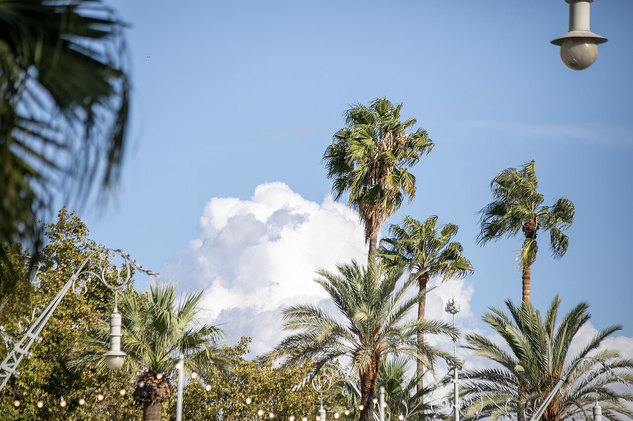 Palm trees and street lamps under a drifting cloud.