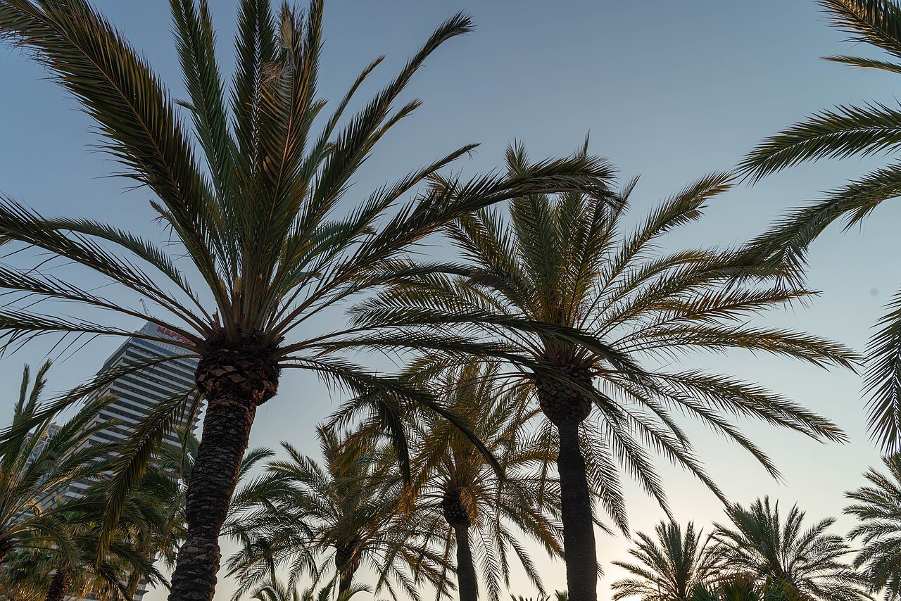 Palm trees seen from below against a pale evening sky.