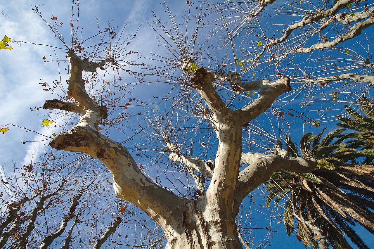 The bare, mottled branches of a plane tree against a blue sky in the Parc de la Ciutadella.