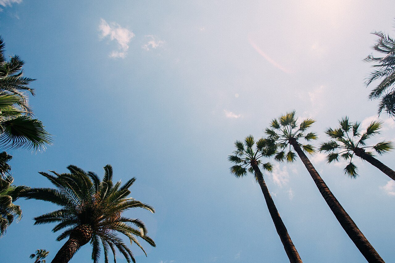 Palm trunks leaning up into a blue sky.
