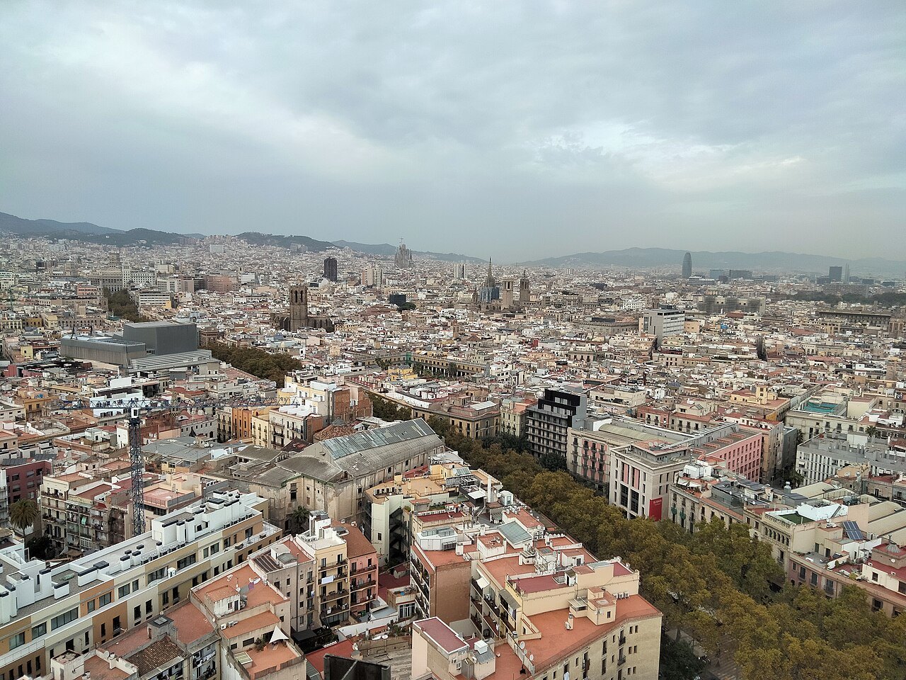 The tree-lined line of the Rambla running through the roofs of the old city, from above.